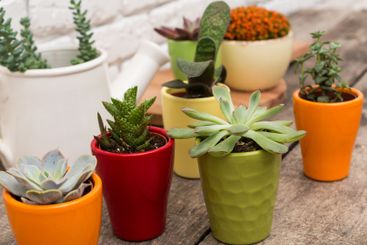 Colorful potted plants arranged on a wooden table in a...