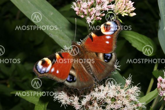 European Peacock (Inachis io)