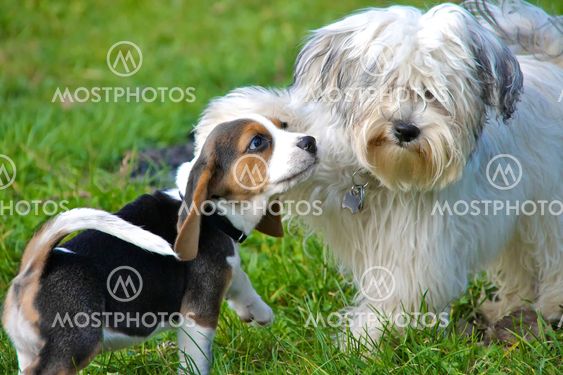 Puppies at play