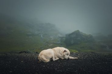 Moody and silent scene with a white, wolf like dog...