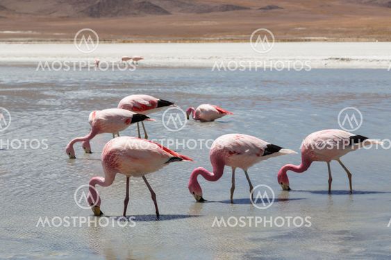 Flamingos on Laguna Hedionda