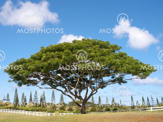 Monkey Pod Tree