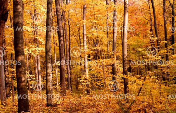 Yellow Color Trees
