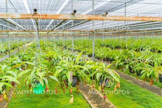 Green Nepenthes field , also known as tropical pitcher...