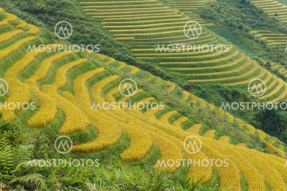 Rice terraces in the mountains