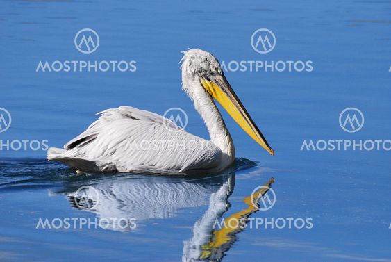 Pelecanus crispus swimming