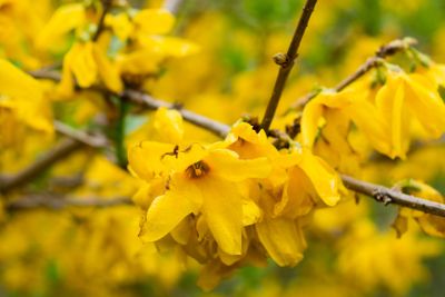 First yellow bell flowers of Forsythia