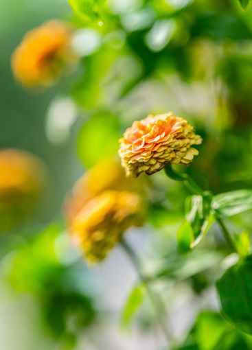 Colourful Common Zinnia in summer sun in a garden.
