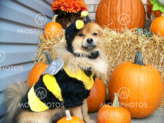 Buzzing By - To Wish You A Happy Howl-O-Ween