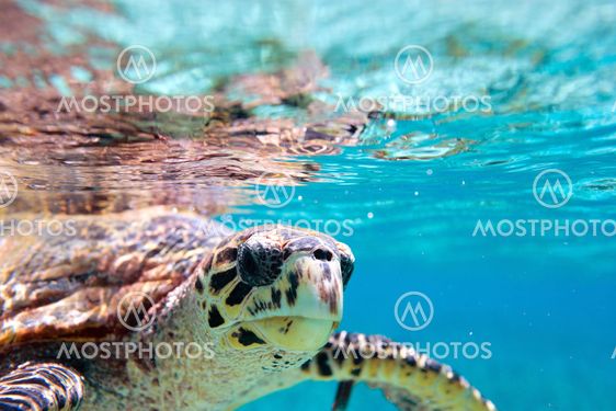 Hawksbill sea turtle
