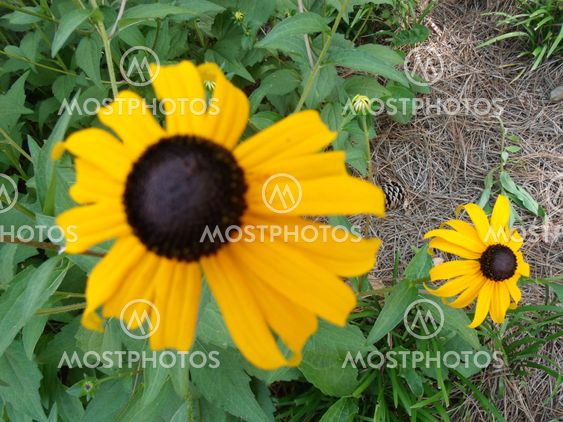 black-eyed susan