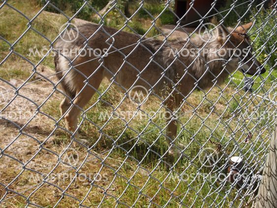 The Wolf in the cage