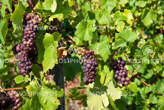 Grapevine