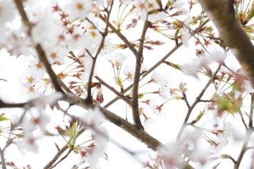 Perfect border with white flower on blurred spring...