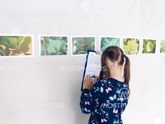 Little girl recognizes tree species on the basis of...