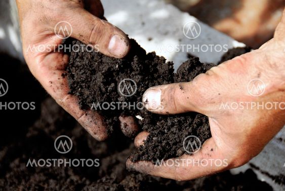 Black soil