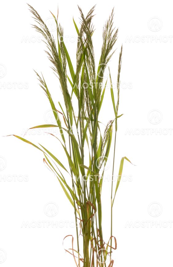 grass
