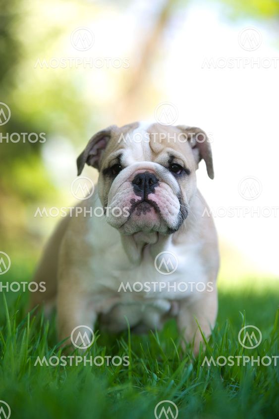 Cute english bulldog puppy outdoors