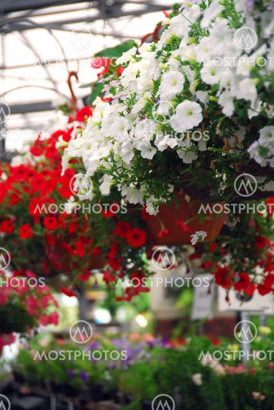 Greenhouse