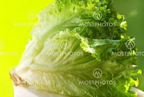texture of green lettuce