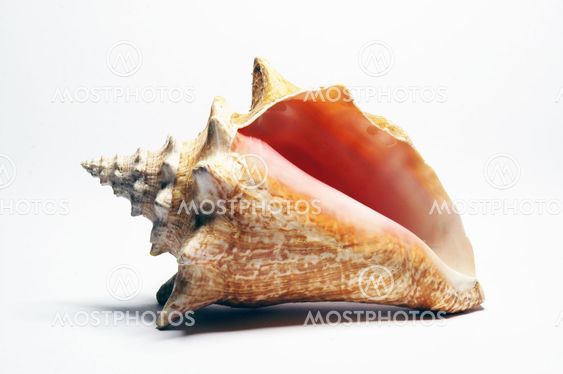 Conch