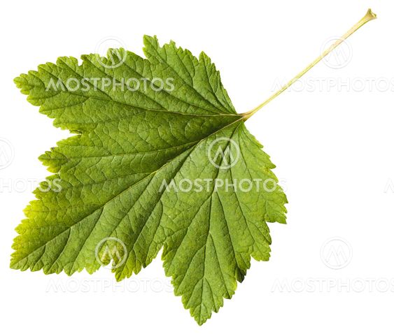 green leaf of Blackcurrant plant (Ribes nigrum)