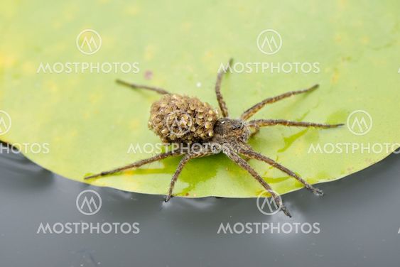 mother spider with babies
