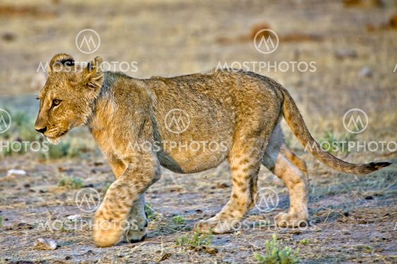 a lion cub in etosha national park namibia