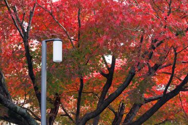 Beautiful Red maple forest leaves in autumn season...