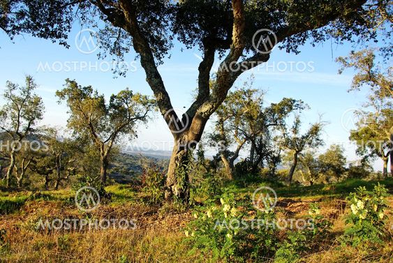 Landscape of mediterranean forest