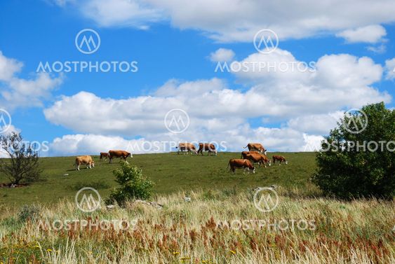Grazing cattle in a summer landscape