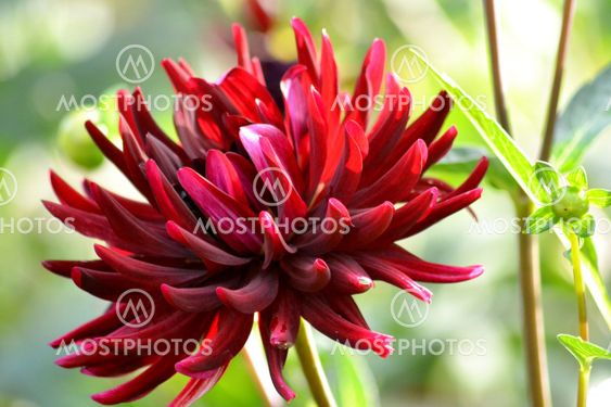 Vacker Dahlia.