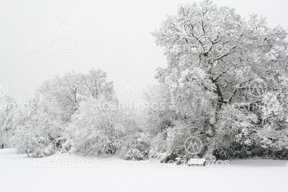Vit vinter Park
