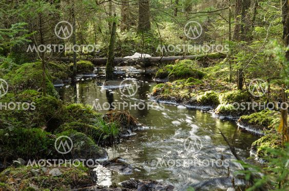 Streaming creek in a mossy forest
