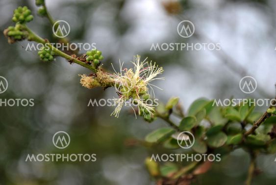 Wild flower