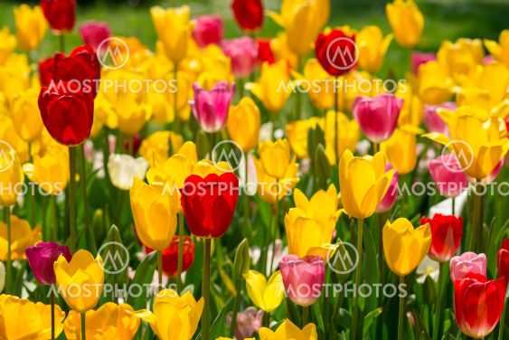 I also liked the colorful tulips in May