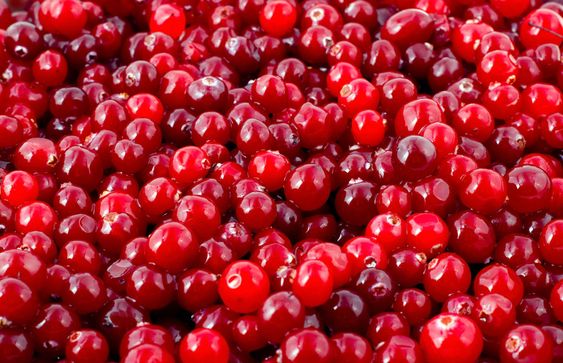 cranberry