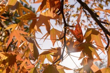 red amber tree in the autumn season in sunny weather