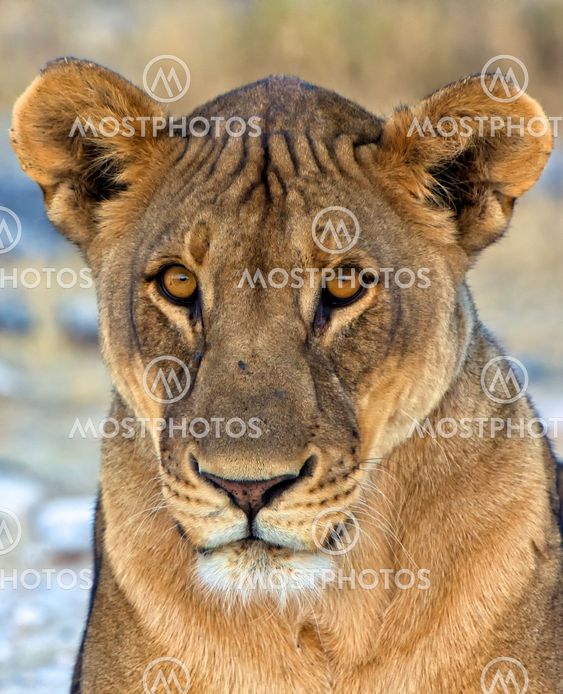 face close-up of a lion in etosha national park namibia africa