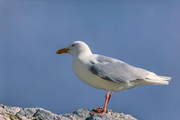 Glaucous gull at a rock in Svalbard