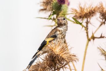European goldfinch with juvenile plumage, feeding on the...