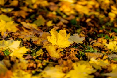 One fallen autumn maple leaf on the background of the...