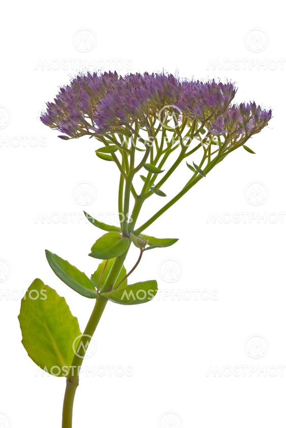 Beautiful purple flower