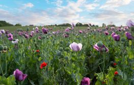 Purple poppy flowers in a field (Papaver somniferum).