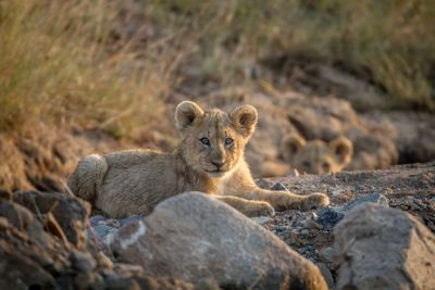 Two Lion cubs laying in a dry riverbed.