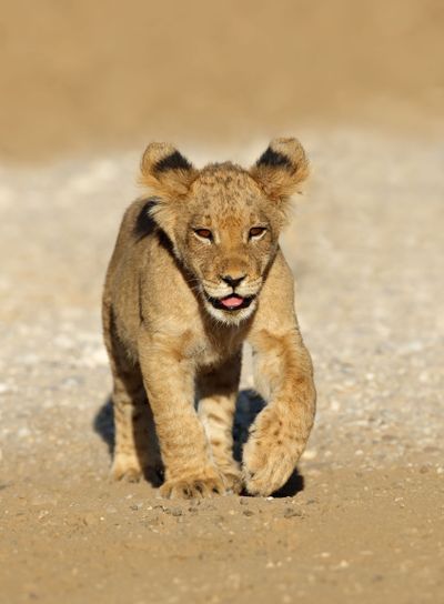 African lion cub running