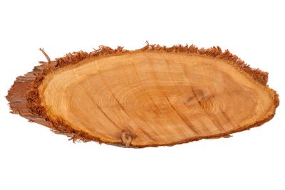 oblong wood slice cross section rings of tree, Juniper...