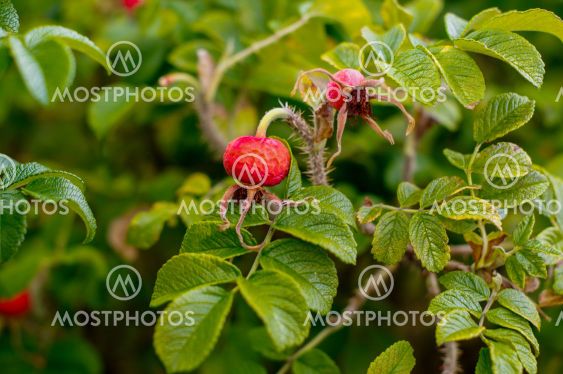 Rosa rugosa, ripening fruit, spherical colored