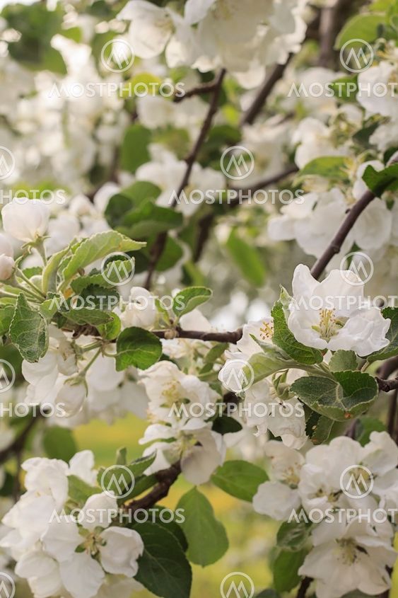 Blooming apple twig
