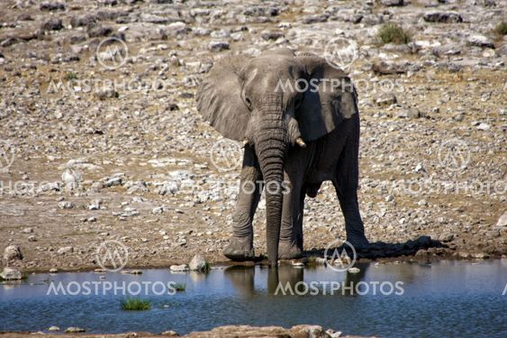 Elephant drinking water in a water hole at etosha national park